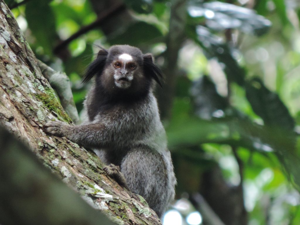 Sagui Da Serra Escuro