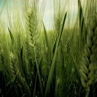 Abertas inscrições para Mestrado em Engenharia Agrícola e Ambiental da UFRRJ