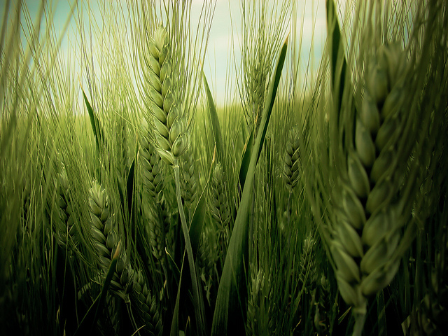 Abertas inscrições para Mestrado em Engenharia Agrícola e Ambiental da UFRRJ