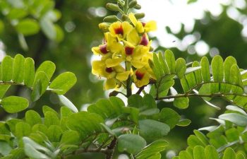Pau Brasil no Instituto Três Rios da UFRRJ